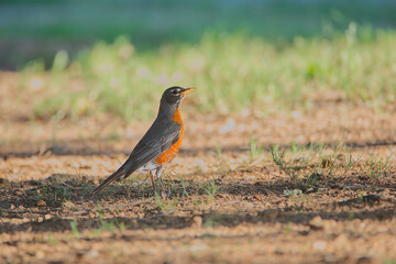 Eastern towhee catching the insects during the sunset of Spring