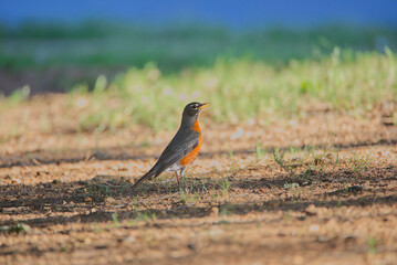 Eastern towhee catching the insects during the sunset of Spring