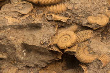 Many Ammonite Fossils from the Jurassic. Archeology and paleontology concept. © Bas