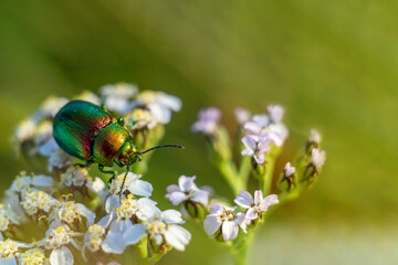 Pink best man, Cetonia aurata. A beautiful iridescent beetle. Shiny metallic green and gold colors of the European rose