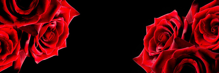 Red rose on a black background, banner