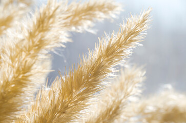 Wild grass with dry ears, close-up