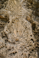 fossil of a shell