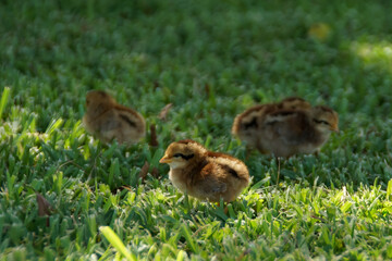 baby chickens
