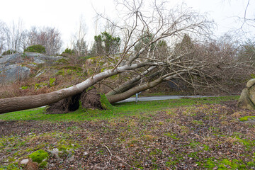 Large trees that have fallen during a storm.
