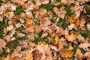 background of yellow autumn leaves on green grass