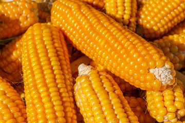 Ripe yellow corn on the cob on a pile. Harvest. Agriculture