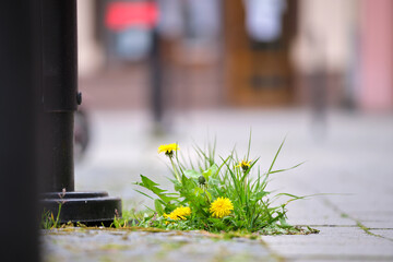 Grass weed with yellow dandelion flowers growing through sidewalk crack on city street. Road...