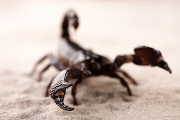 Black scorpion in close-up on a sandy background. Soft light 