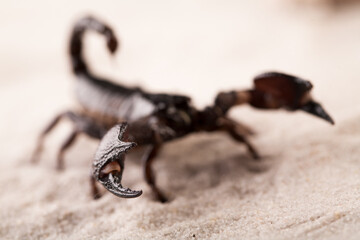 Black scorpion in close-up on a sandy background. Soft light 