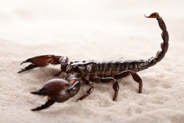 Black scorpion in close-up on a sandy background. Soft light 