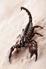 Black scorpion in close-up on a sandy background. Soft light 