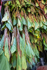 Tobacco leaves hanging in a warehouse, drying process