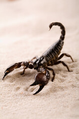 Black scorpion in close-up on a white background. Soft light 
