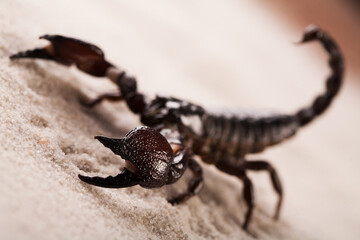 Black scorpion in close-up on a sandy background. Soft light 