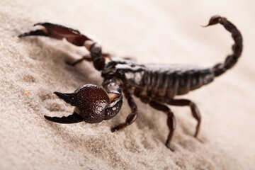 Black scorpion in close-up on a sandy background. Soft light 