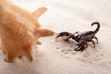 Black scorpion in close-up on a sandy background. Sea shell as a part of composition