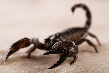 Black scorpion in close-up on a sandy background. Soft light 