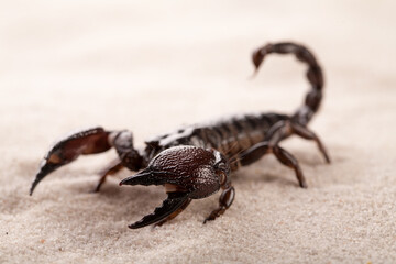 Black scorpion in close-up on a sandy background. Soft light 