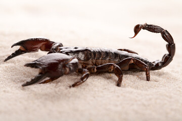 Black scorpion in close-up on a grey background. Soft light