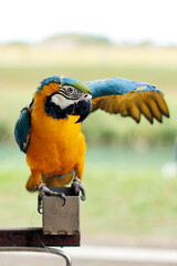 Parrot  macaw blue-and-yellow