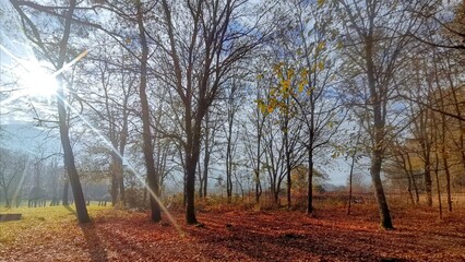 Bosque de Galicia