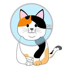 A fat calico cat with an Elizabethan collar 