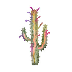 Bright cactus watercolor hand painted illustration isolated on a white background