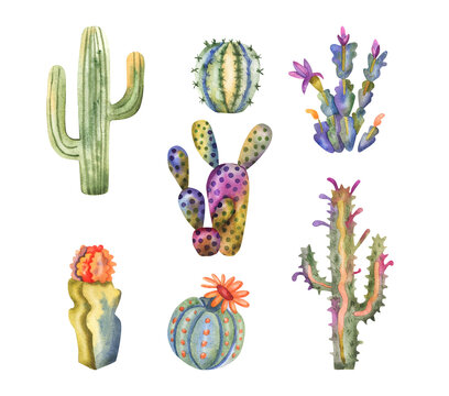 Watercolor cacti collection. Hand drawn cactus and succulents isolated on white