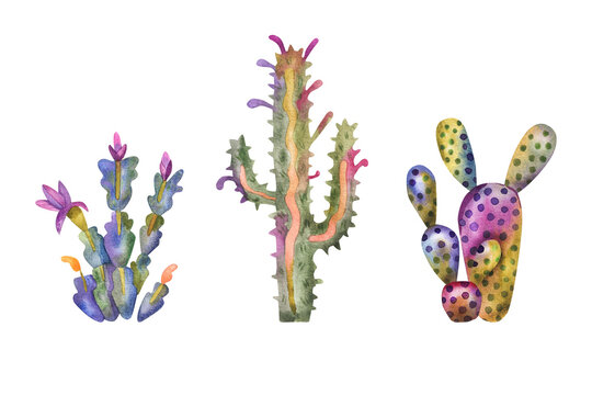 Watercolor cacti collection. Hand drawn cactus and succulents isolated on white