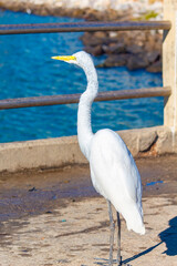 white heron on the pier