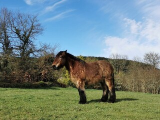 Caballo en un paraje de Galicia