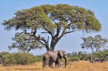 Large African elephant in the wild standing under a baobab tree in Botswana. Natural setting. South...