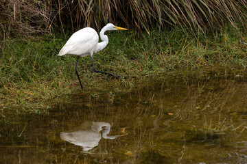Great Egret And Reflection In Florida