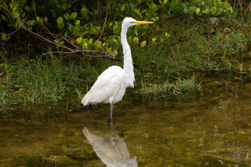 Great Egret Posing In The Everglades Of Florida