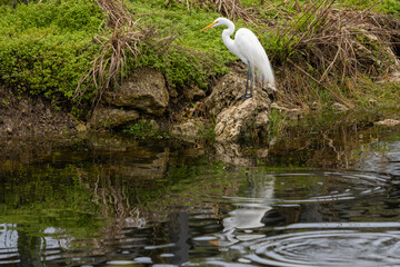 Great Egret In Florida Everglades