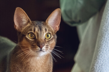 Close up of Abyssinian cat