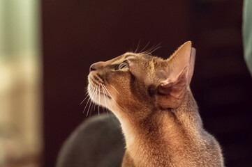 Close up of Abyssinian cat