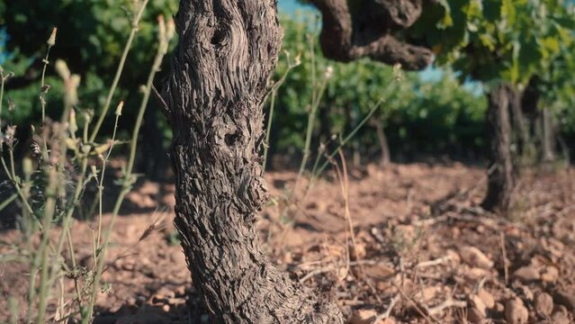 souche de vigne