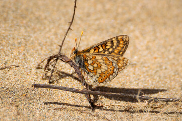 Marsh Fritillary butterfly on twig above sandy ground