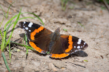 Fototapeta na wymiar Red Admiral butterfly with wings open on dried ground