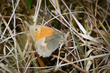 Small Heath butterfly on dried grass