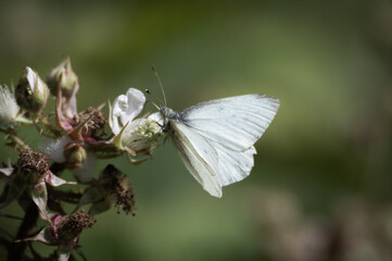 Small White butterfly feeding from a bramble flower