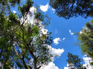 trees in the sky