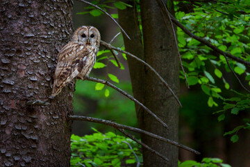 The tawny owl - Strix aluco - is commonly found in woodlands across much of Eurasia