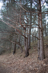 Trees with double trunks. pine trees growing on a hill