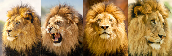 Lion Moods Portrait of a lion in his prime showing his different moods from aggressive to reflective and even majestic. - obrazy, fototapety, plakaty
