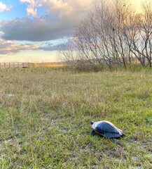Eastern River Cooter