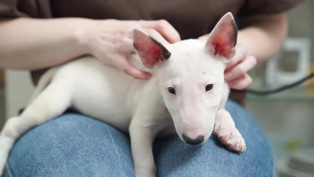 a mini bull terrier puppy in the arms of a woman in jeans.