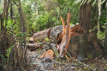 Deforestation of the Brazilian rainforest in the Amazon. Sawed down hardwood jungle tree in the middle of the rainforest. Some boards were used, the rest of the tree is destroyed and will be rotten